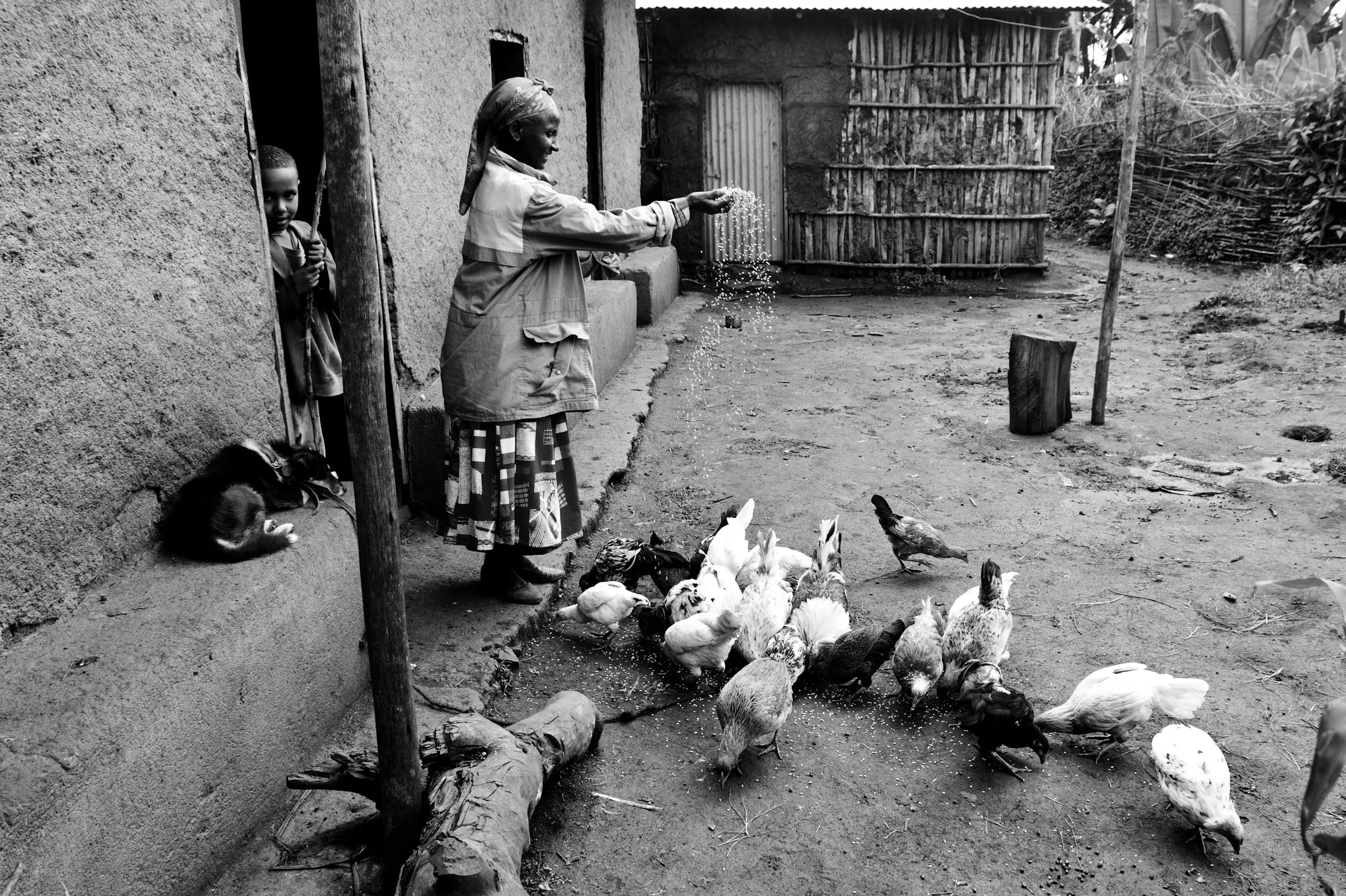 El gallinero de obra (chicken house) de la granja