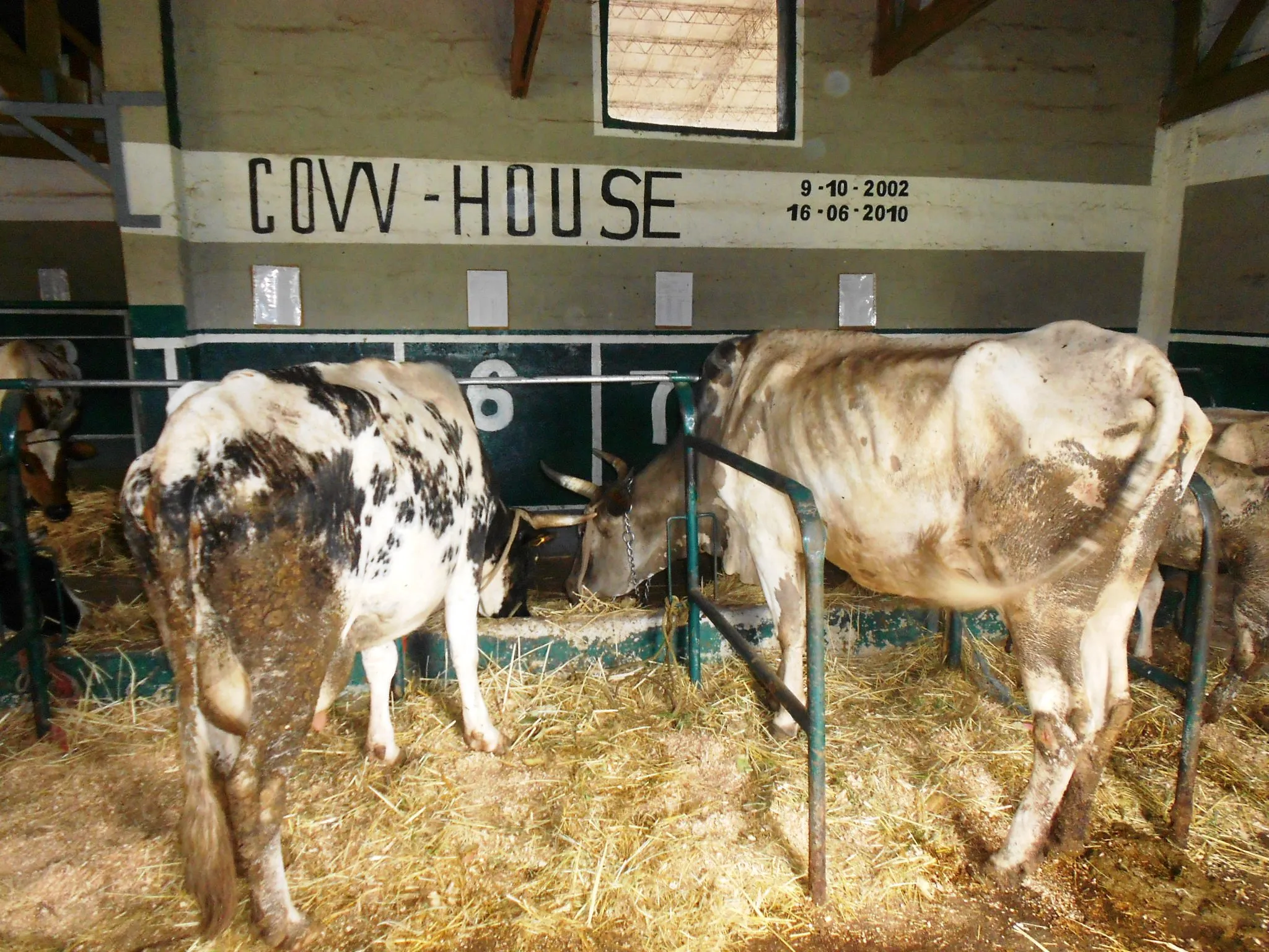 El nuevo establo (cow house) de la granja de Gambo