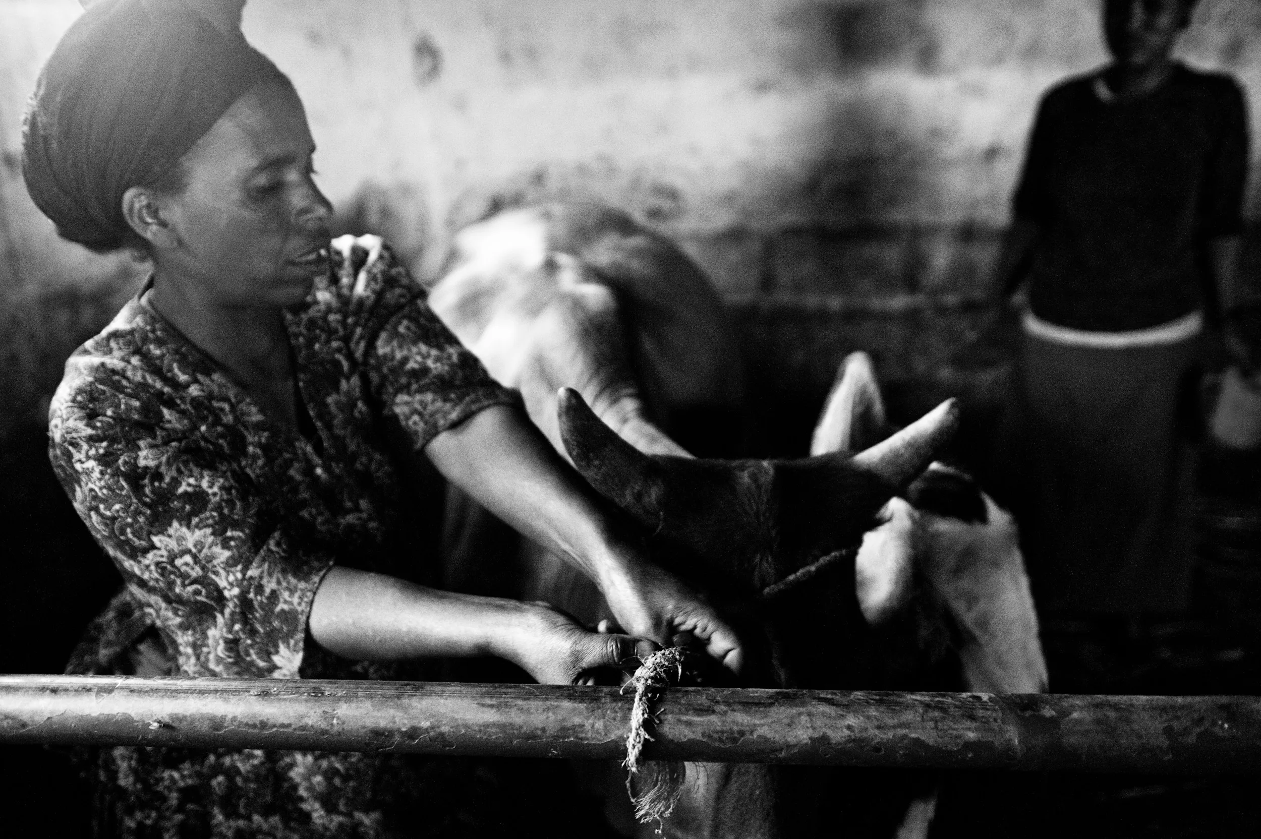 Workers in the fields of the Gambo farm