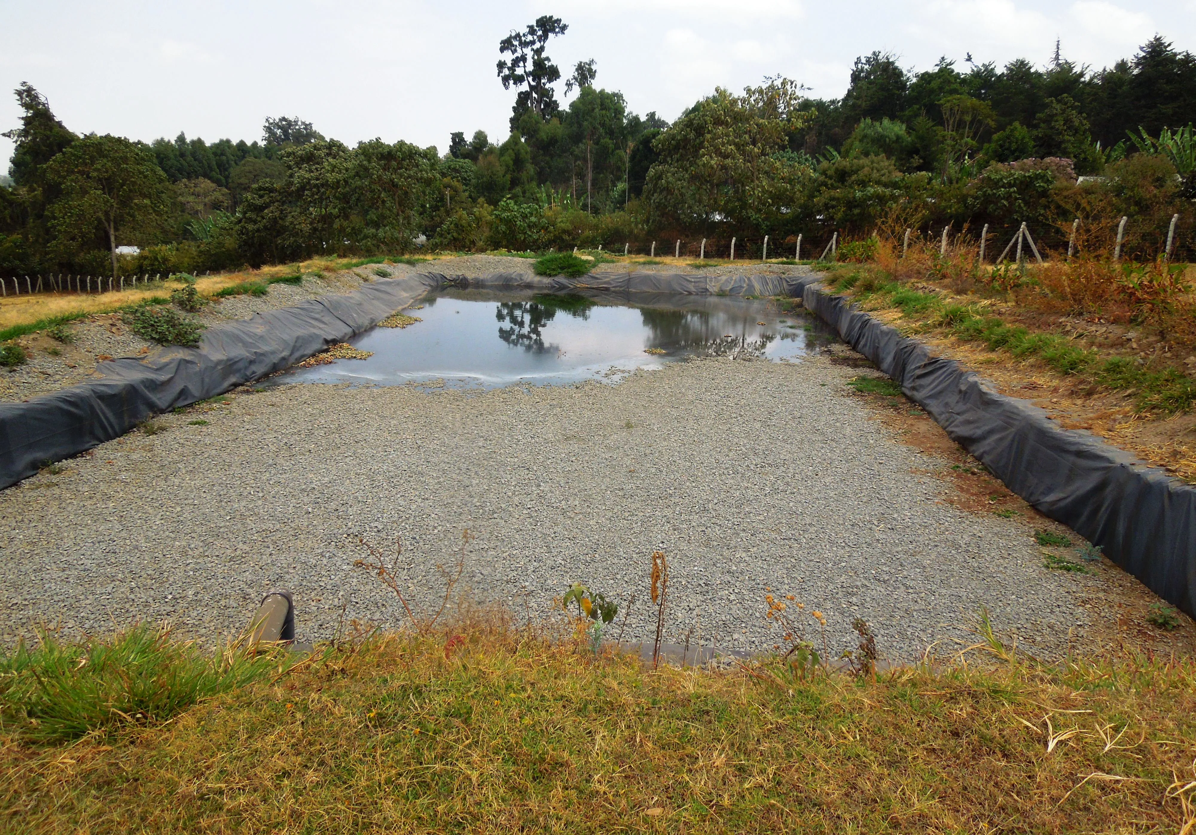 Las balsas de fitodepuración de las aguas residuales